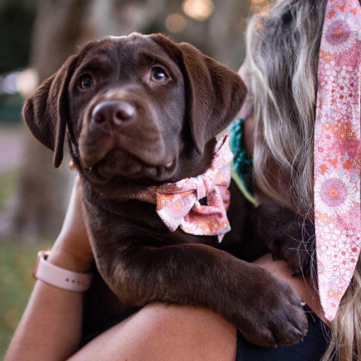 MAKE BANANA & HONEY DOG TREATS - Pawsomepetsnewyork