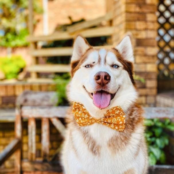 PET-FRIENDLY HOLIDAY RECIPES - TURKEY AND CRANBERRY DOG BONES - Pawsomepetsnewyork