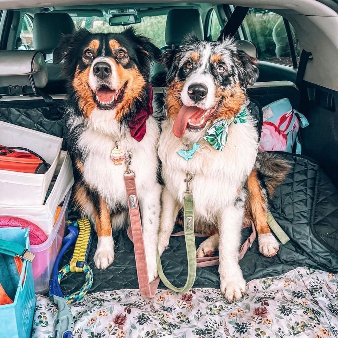 RECIPES FOR PUPS - Apple Carrot Dog Treats - Pawsomepetsnewyork