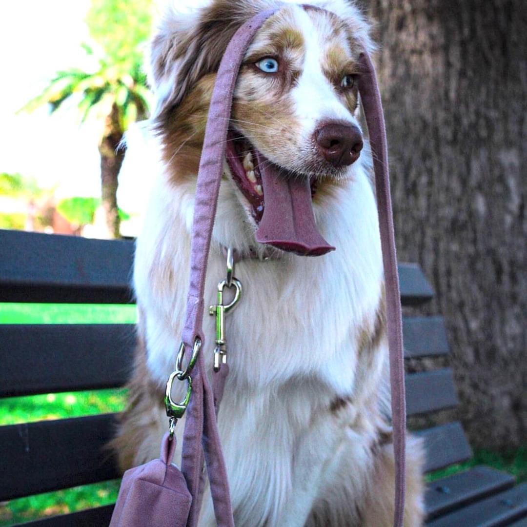 RECIPES FOR PUPS - Banana Pumpkin Dog Treats - Pawsomepetsnewyork