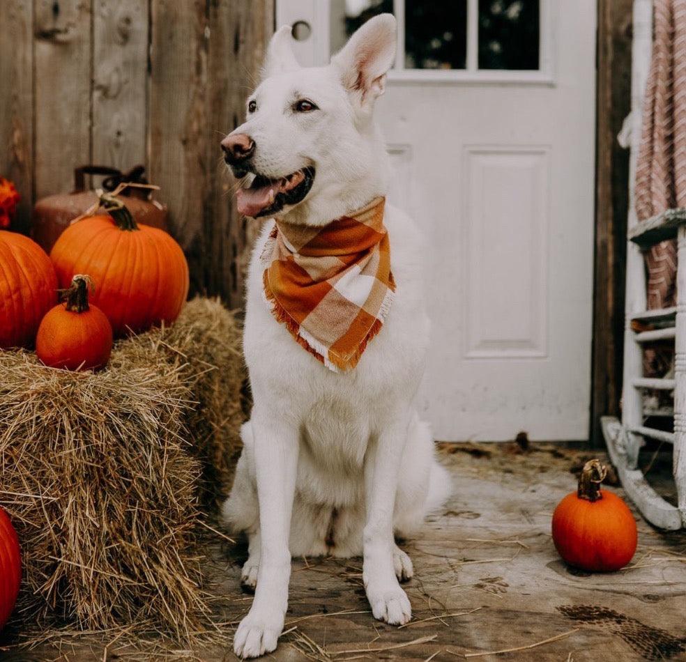 FALL RECIPES FOR PUPS - Pumpkin & Peanut Butter Dog Treats - Pawsomepetsnewyork
