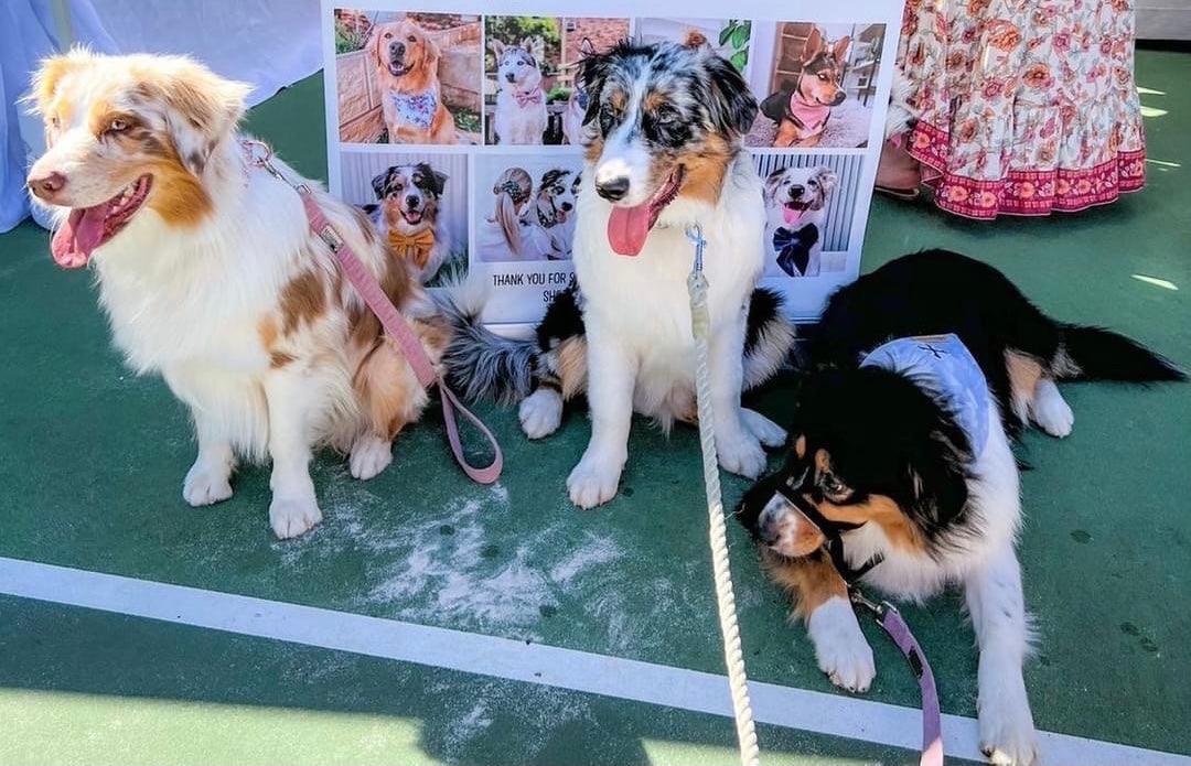 LEASHES - HANDS FREE - Pawsomepetsnewyork