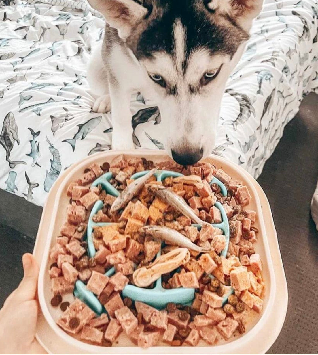 Slow Feeder Bowl Slow Feeder Bath Pet Supplies Pet Accessories Slow Feeder Bowl For Cats and Dogs Slow Feeder Bowls