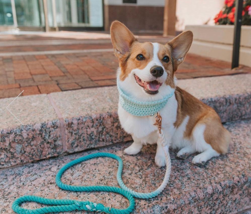 ROPE LEASH - OMBRE TEAL - Pawsomepetsnewyork