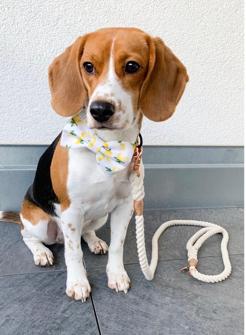 ROPE LEASH - NATURAL - Pawsomepetsnewyork