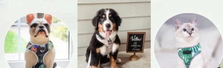 ADJUSTABLE HARNESS - BLUMOND FLAMINGO - Pawsomepetsnewyork