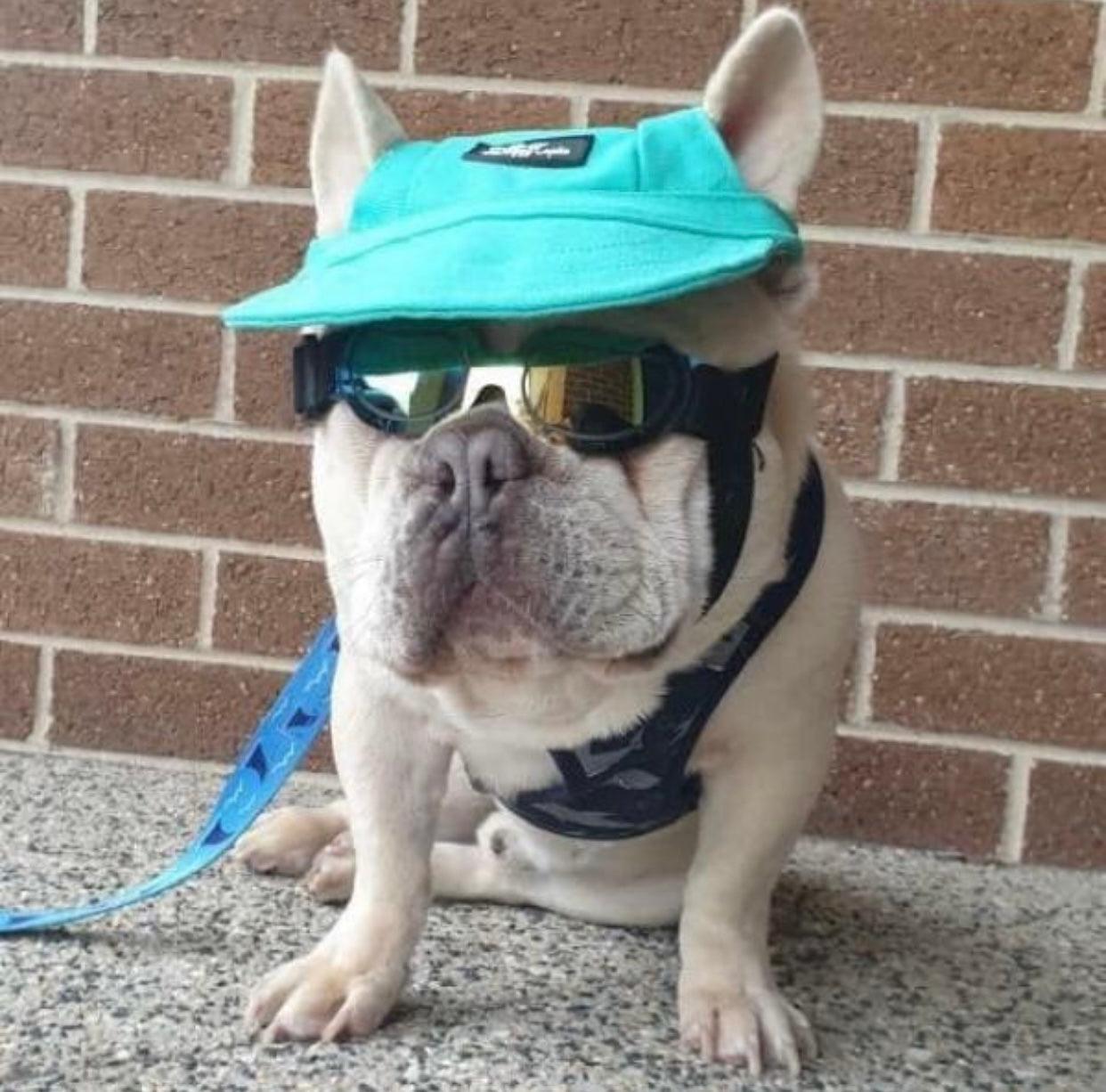Pets Cap Turquoise - Pawsomepetsnewyork