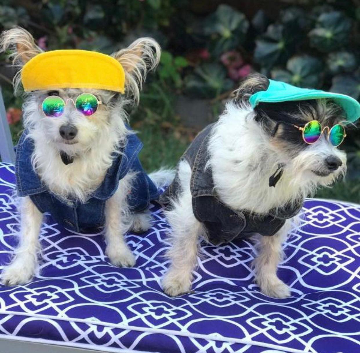 Pets Cap Turquoise - Pawsomepetsnewyork