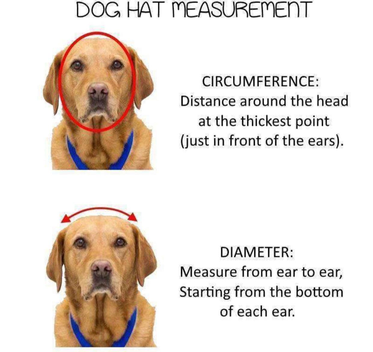 Pets Cap Pineapple - Pawsomepetsnewyork