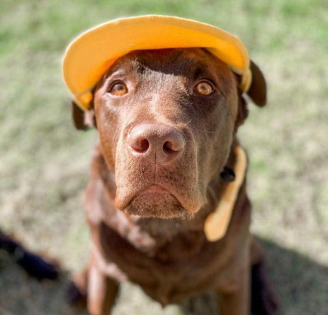 Pets Cap Pineapple - Pawsomepetsnewyork