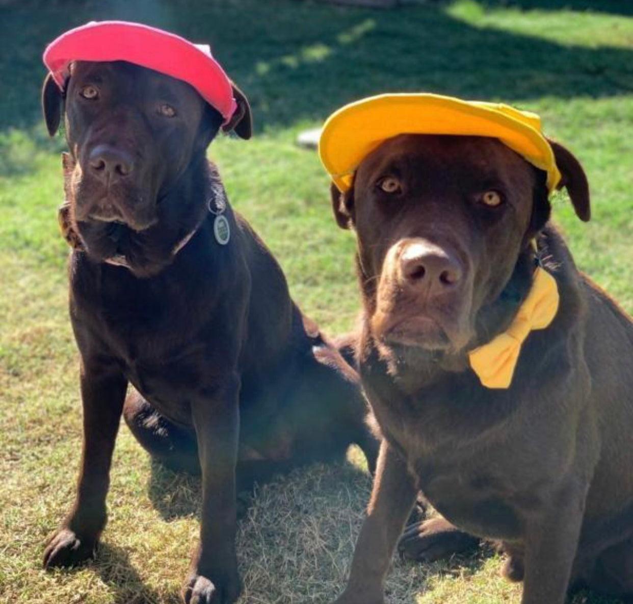 Pets Cap Pineapple - Pawsomepetsnewyork