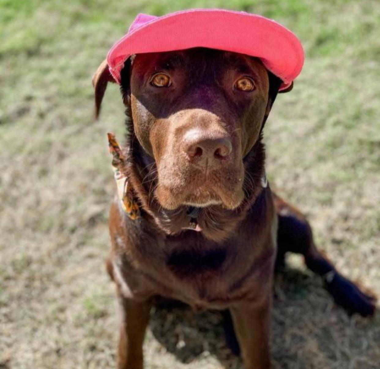 Pets Hat Pink - Pawsomepetsnewyork