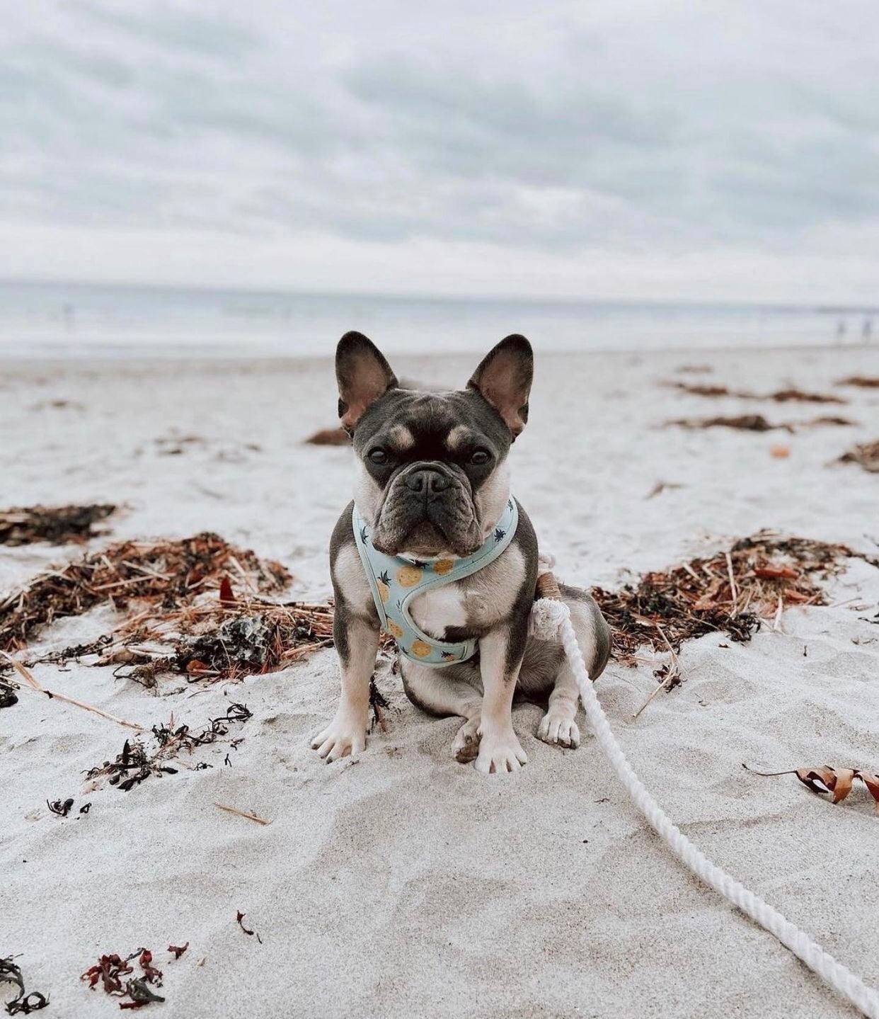 ROPE LEASH - NATURAL - Pawsomepetsnewyork