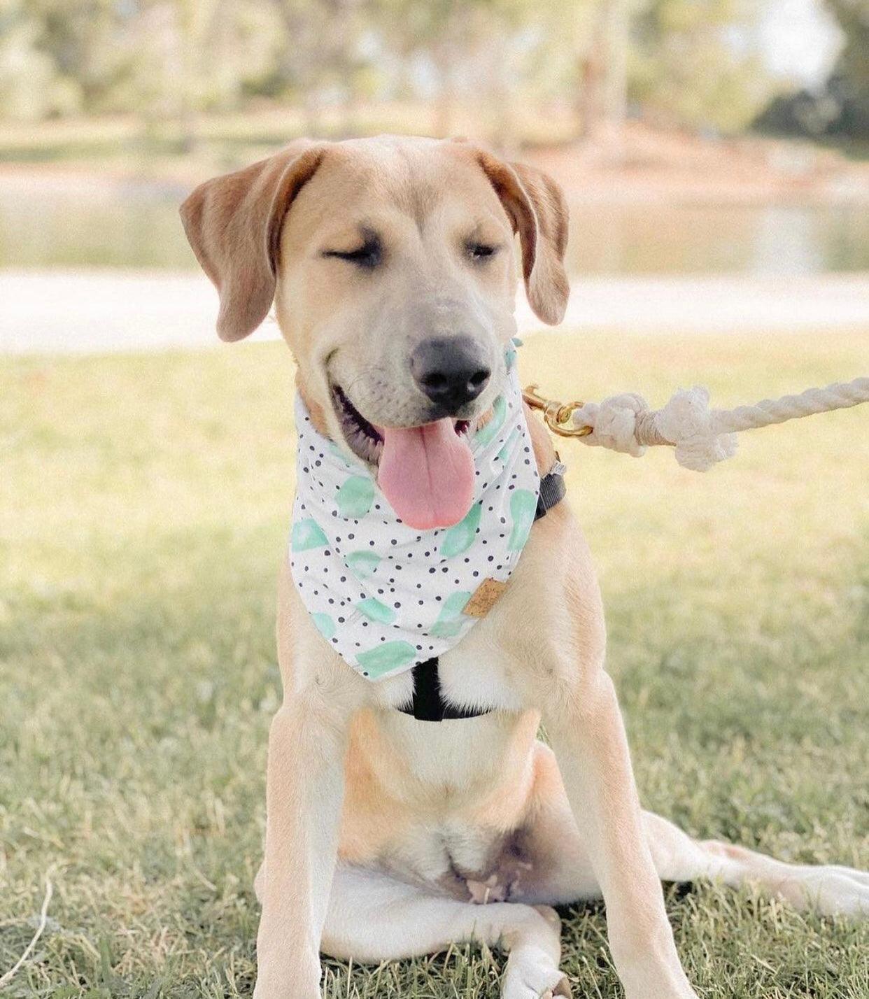 ROPE LEASH - OMBRE BLUE - Pawsomepetsnewyork