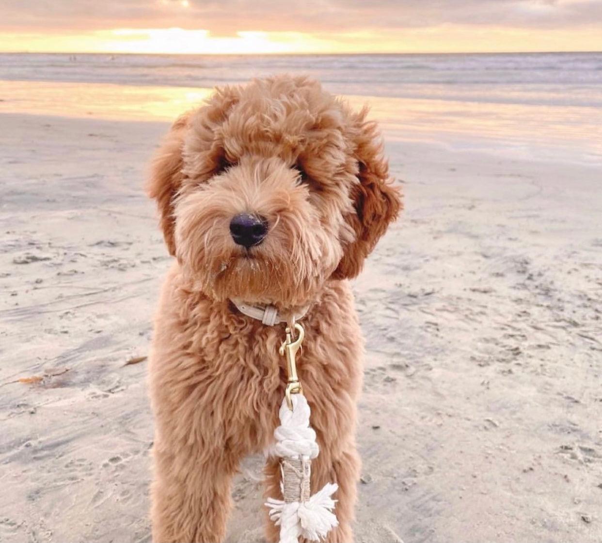 ROPE LEASH - NATURAL - Pawsomepetsnewyork