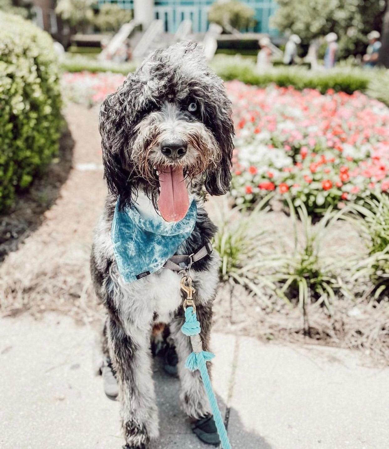 ROPE LEASH - OMBRE TEAL - Pawsomepetsnewyork