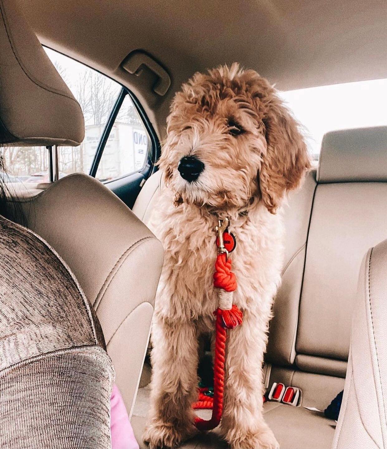 ROPE LEASH - OMBRE PURPLE - Pawsomepetsnewyork