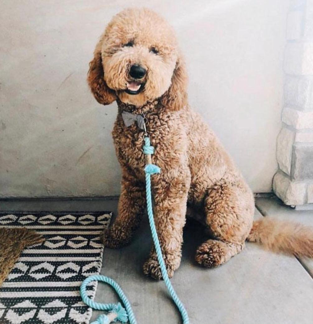 ROPE LEASH - OMBRE TEAL - Pawsomepetsnewyork