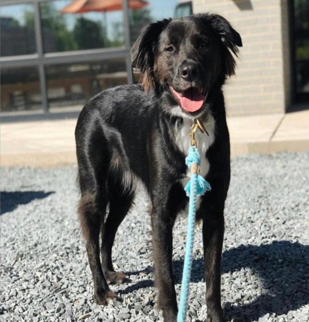 ROPE LEASH - BUBBLES - Pawsomepetsnewyork