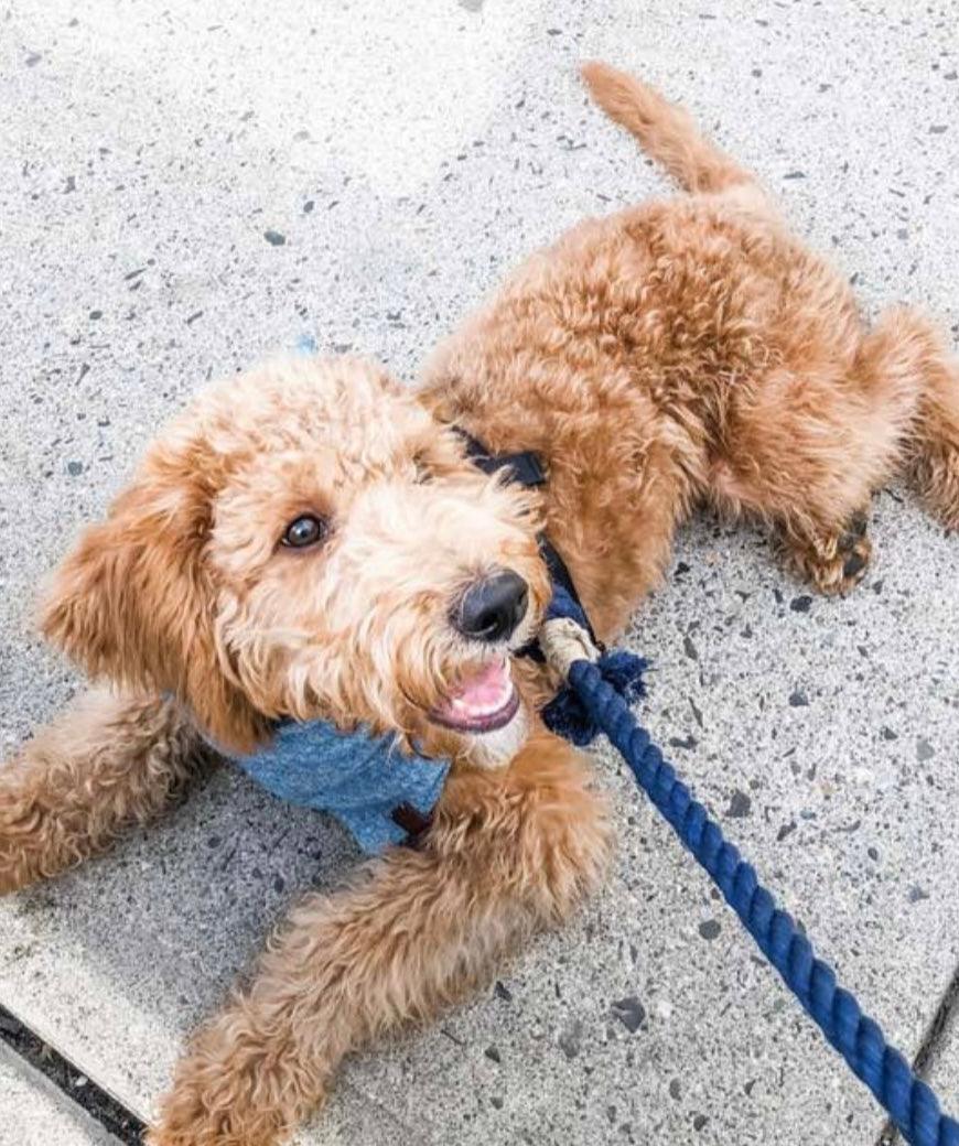 ROPE LEASH - OMBRE PURPLE - Pawsomepetsnewyork