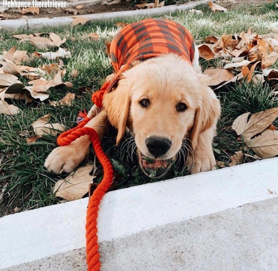 ROPE LEASH - SUNNY DAZE - Pawsomepetsnewyork