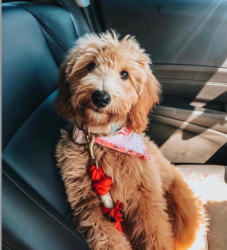 ROPE LEASH - SUNNY DAZE - Pawsomepetsnewyork