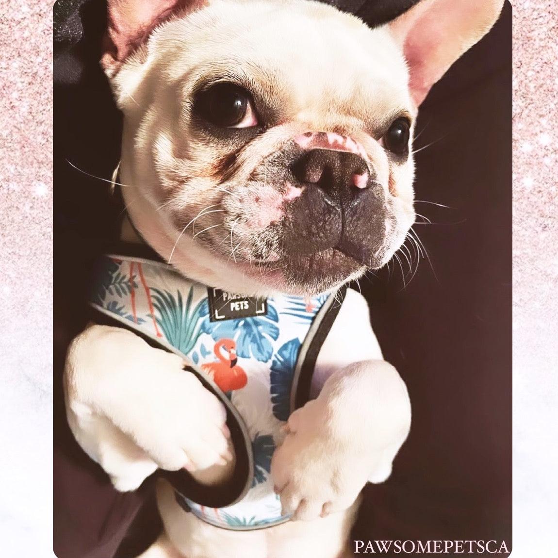 ADJUSTABLE HARNESS - BLUMOND FLAMINGO - Pawsomepetsnewyork