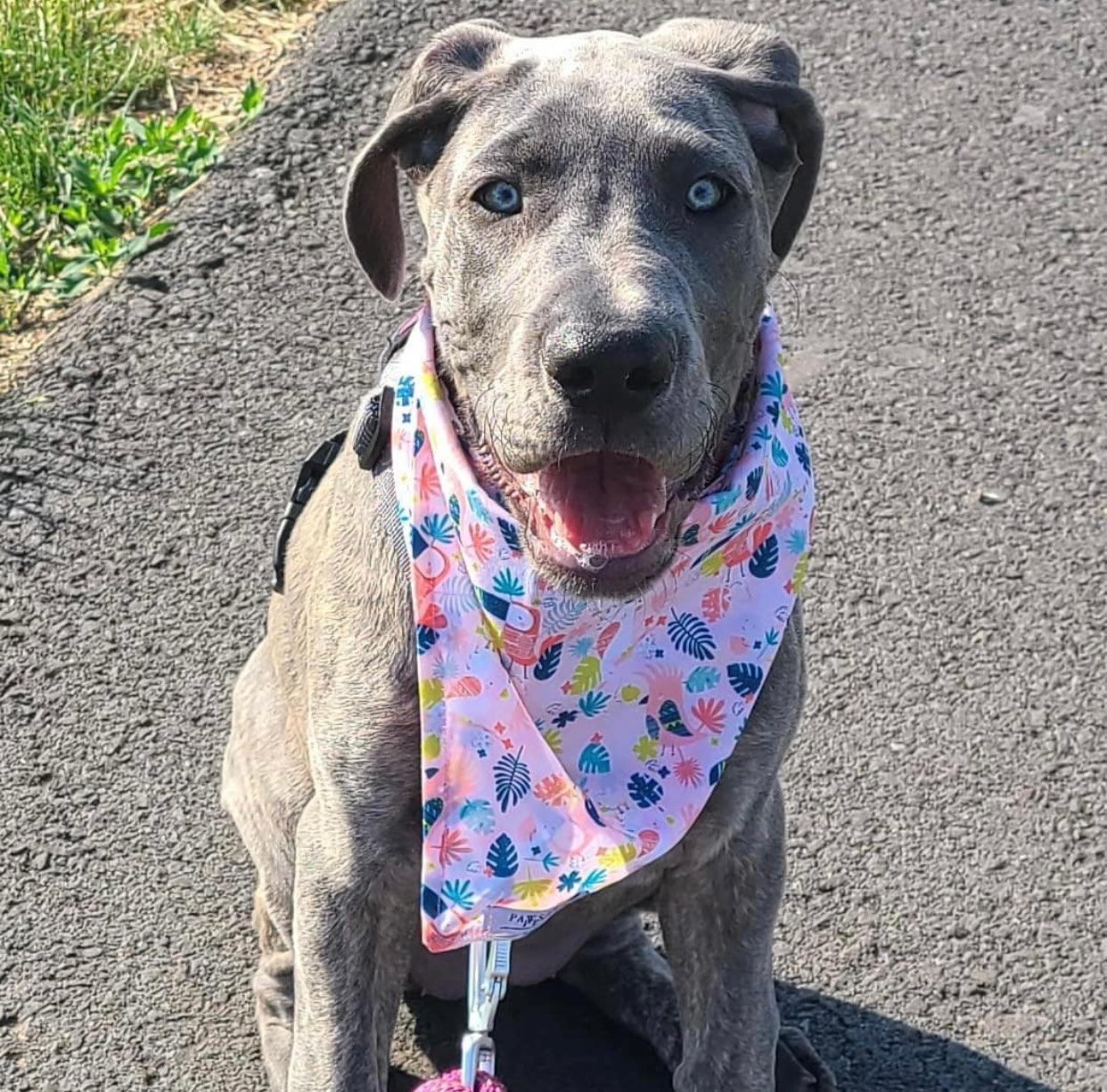 BANDANA - PINK TOUCAN - Pawsomepetsnewyork