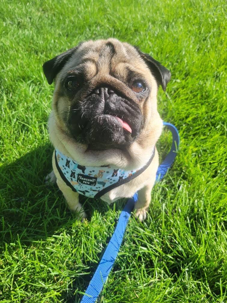ADJUSTABLE HARNESS - DAPPER DOGGY - Pawsomepetsnewyork
