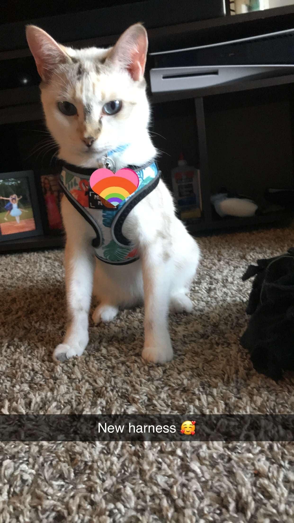 ADJUSTABLE HARNESS - BLUMOND FLAMINGO - Pawsomepetsnewyork