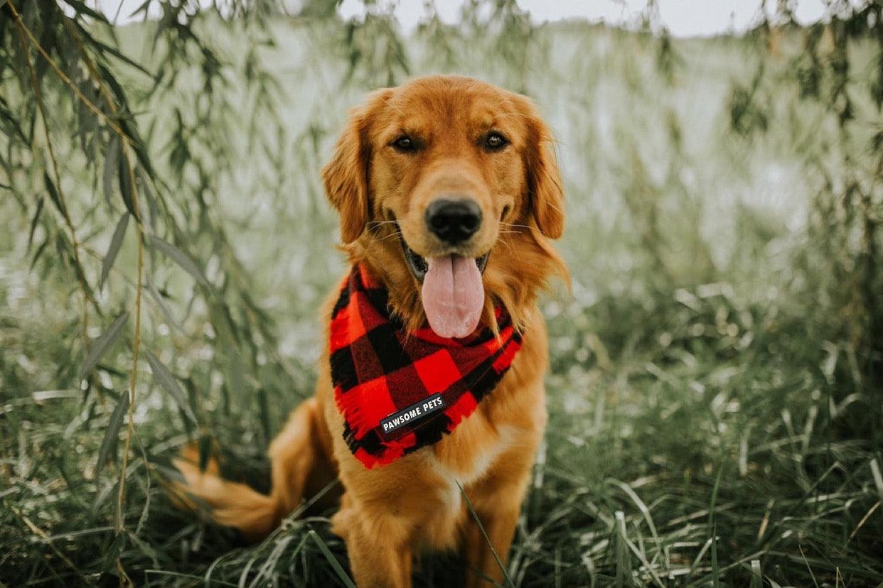 BANDANA - FINLEY - Pawsomepetsnewyork