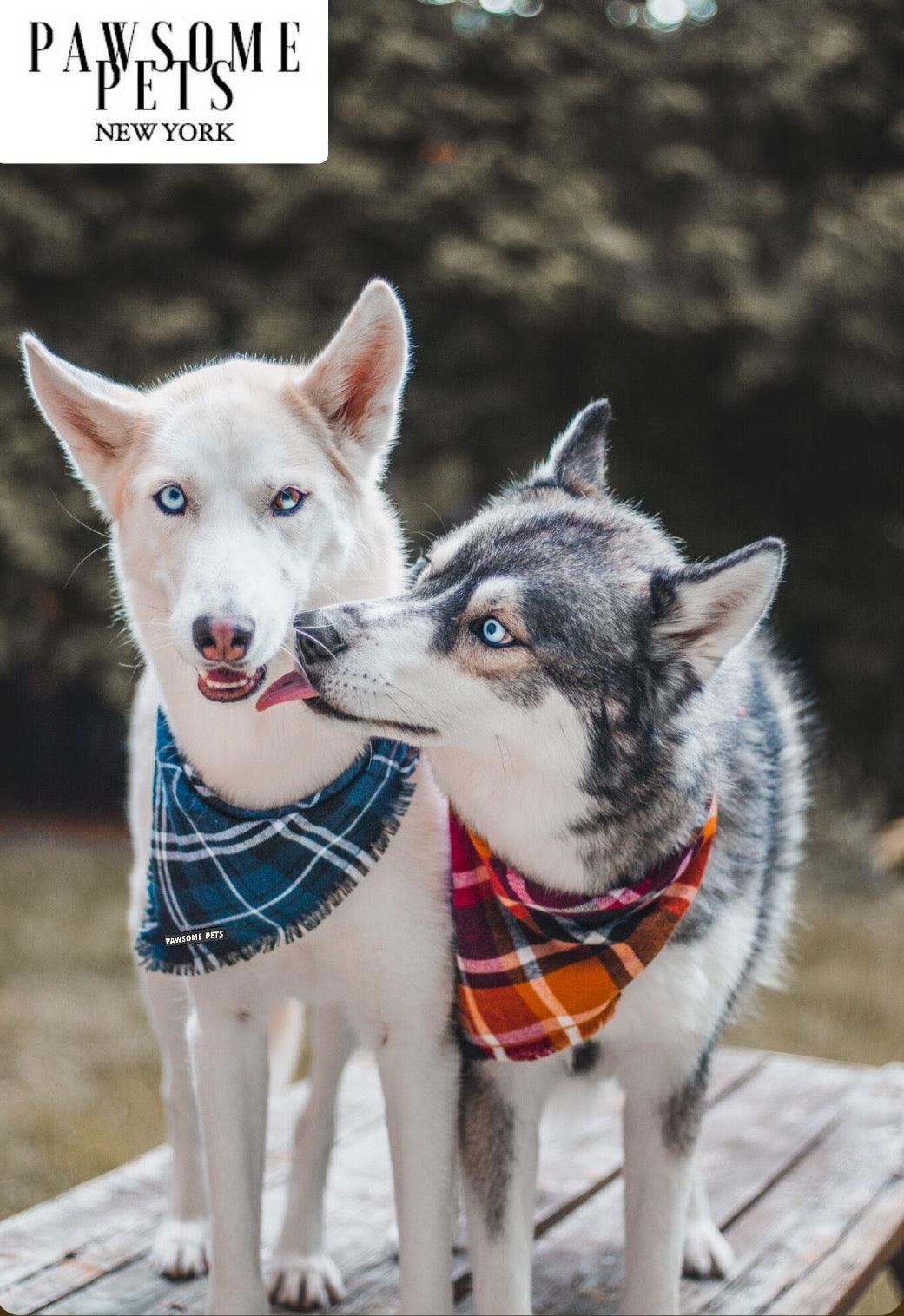 BANDANA - HARVEST - Pawsomepetsnewyork