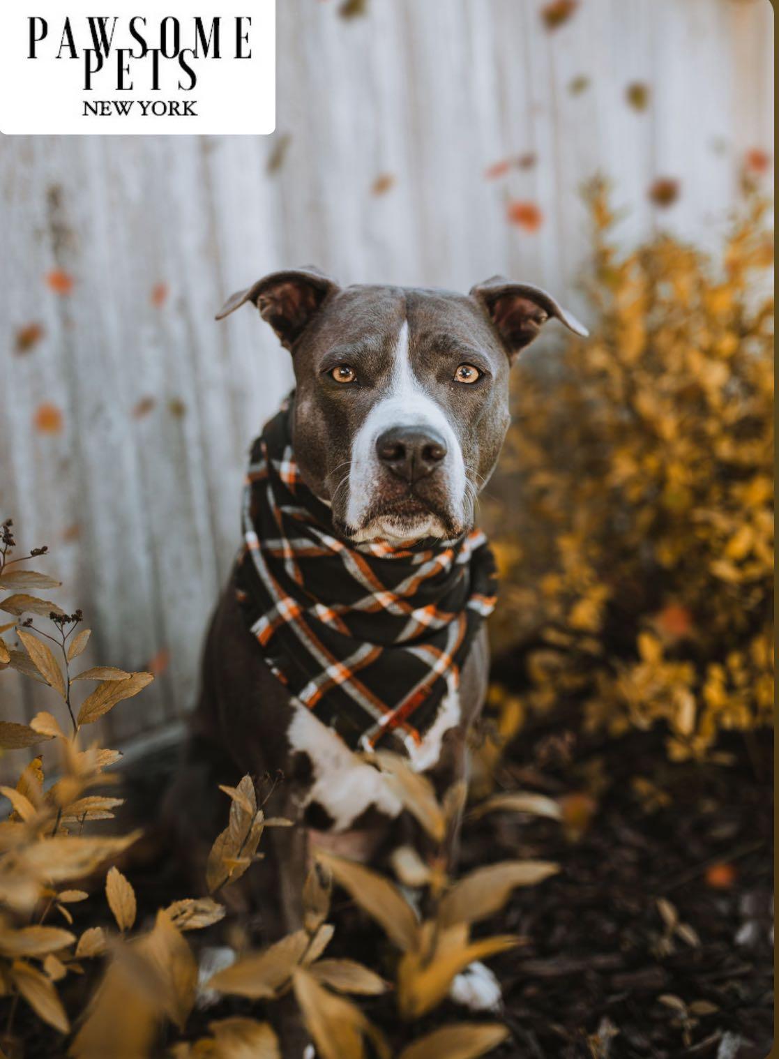 BANDANA - JUNIPER - Pawsomepetsnewyork