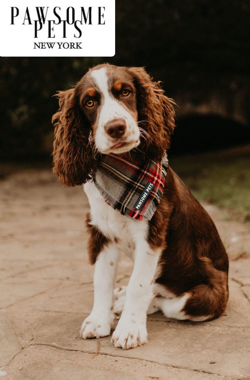 BANDANA - NOELLE - Pawsomepetsnewyork