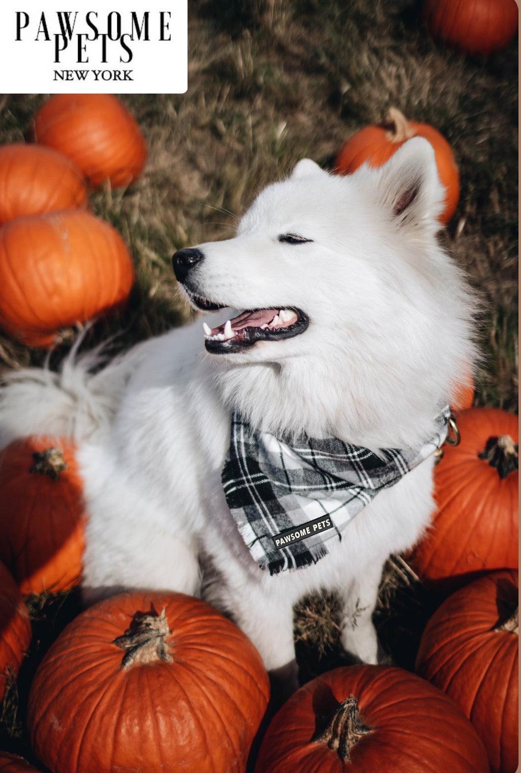 BANDANA - ALPINE - Pawsomepetsnewyork
