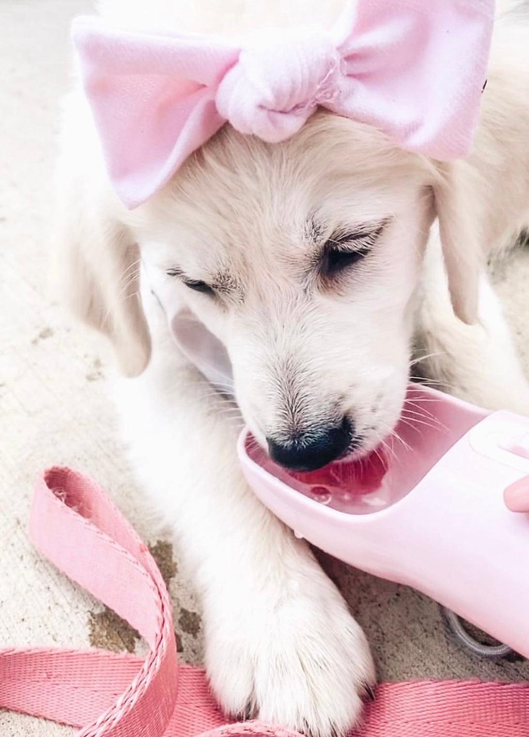 2 IN 1 PORTABLE PET FEEDER - PINK - Pawsomepetsnewyork