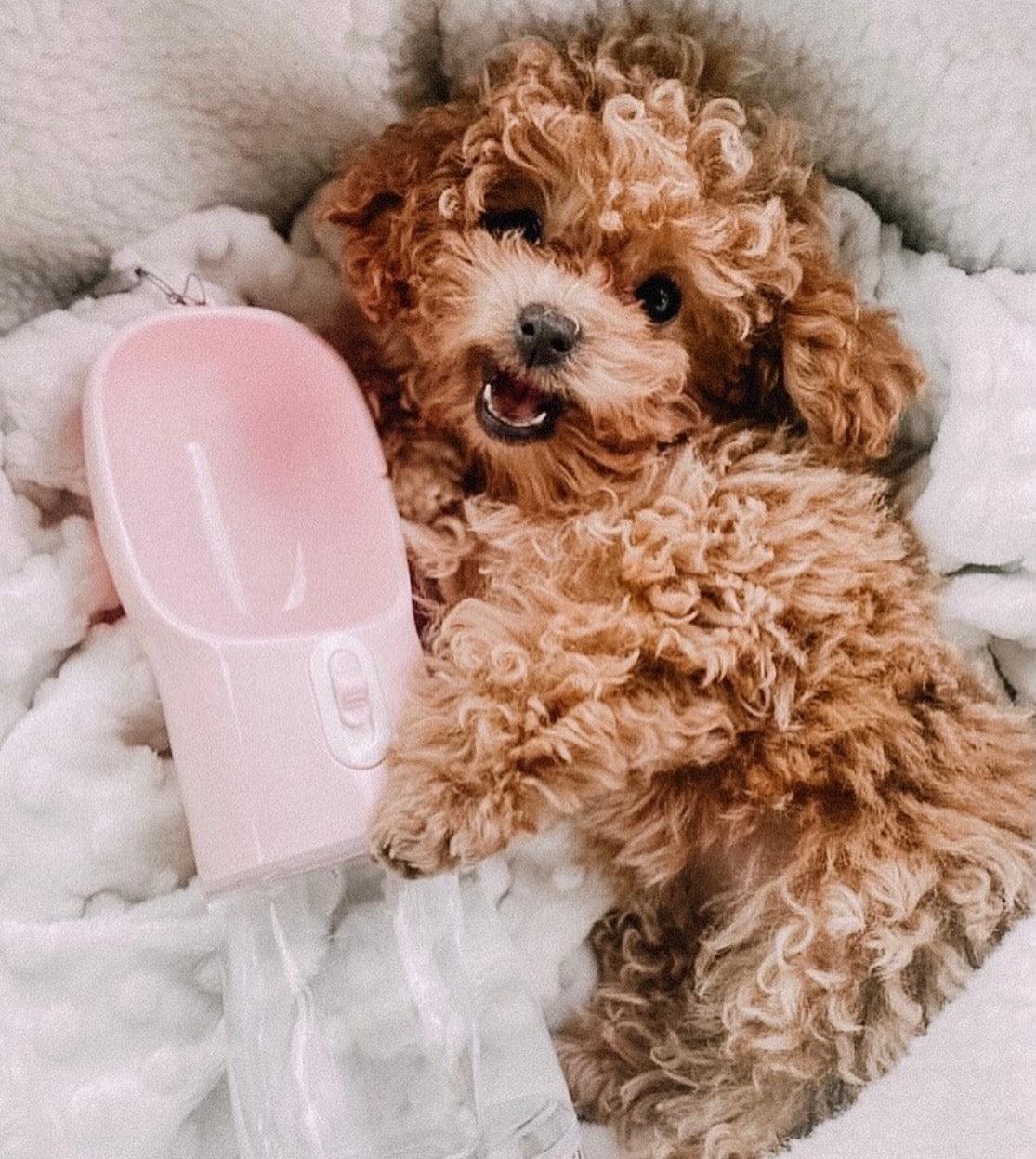 2 IN 1 PORTABLE PET FEEDER - PINK - Pawsomepetsnewyork