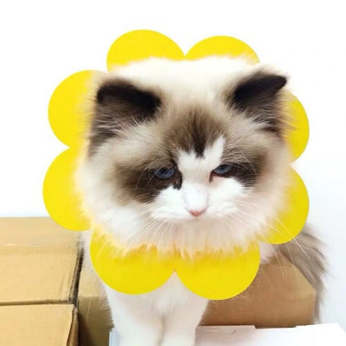 Sunflowers Anti Bite Healing Wound Pet Collar Cone Supplies