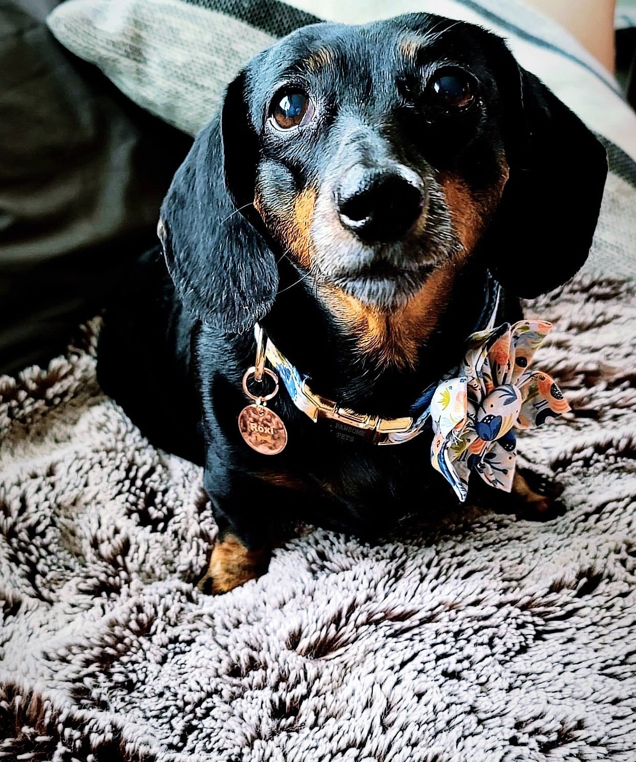 Black Pearl Floral collar & leash set