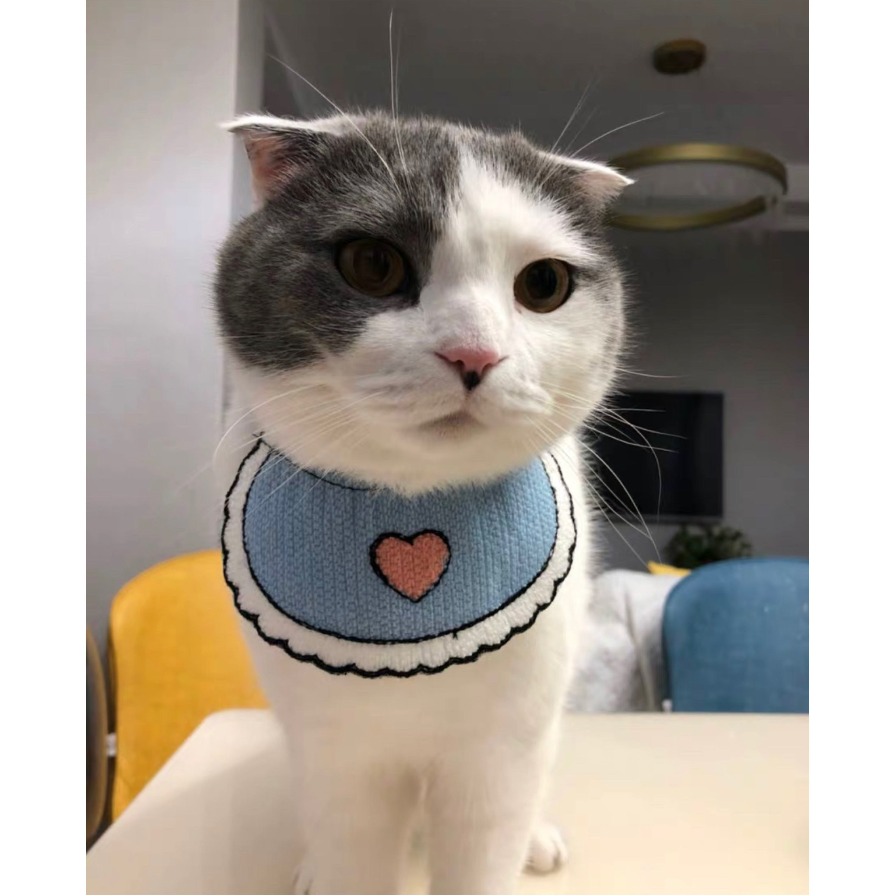 Love Blue Bibs for Cats