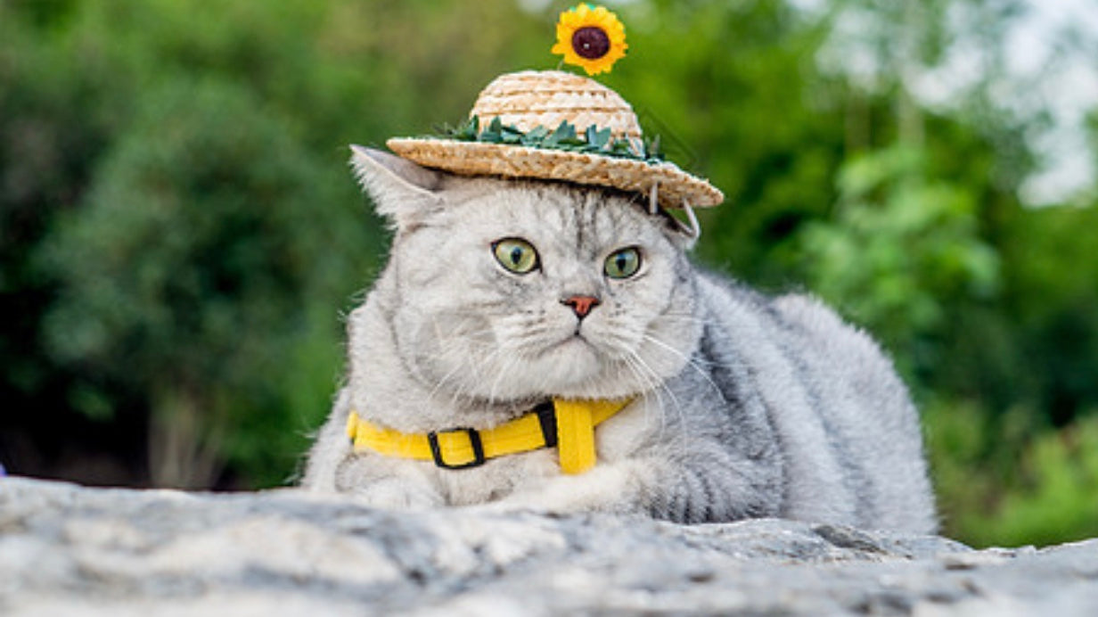 Sunflower Hat for pets