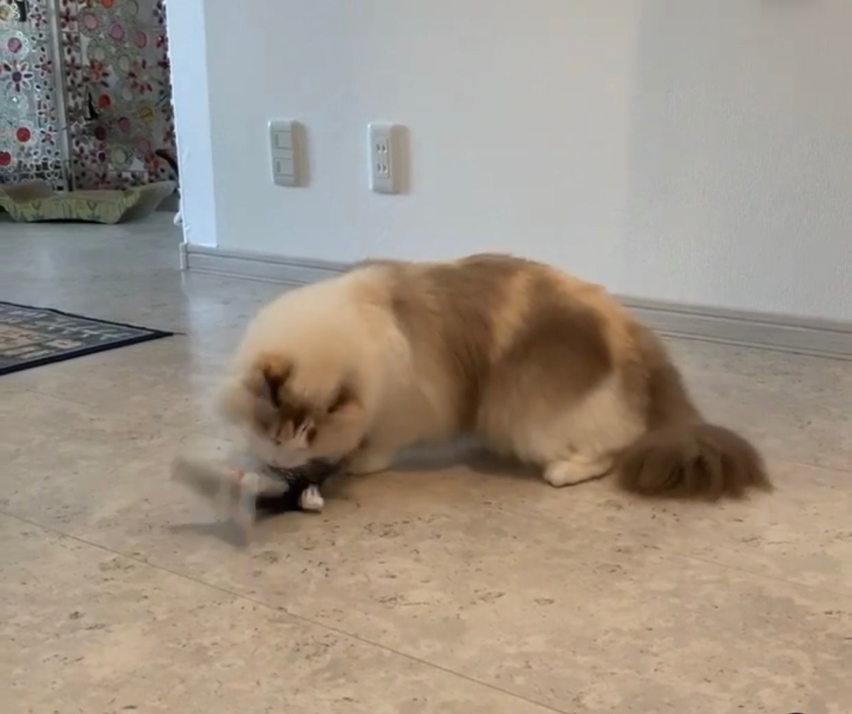 Catnip Fish with sound for Pets