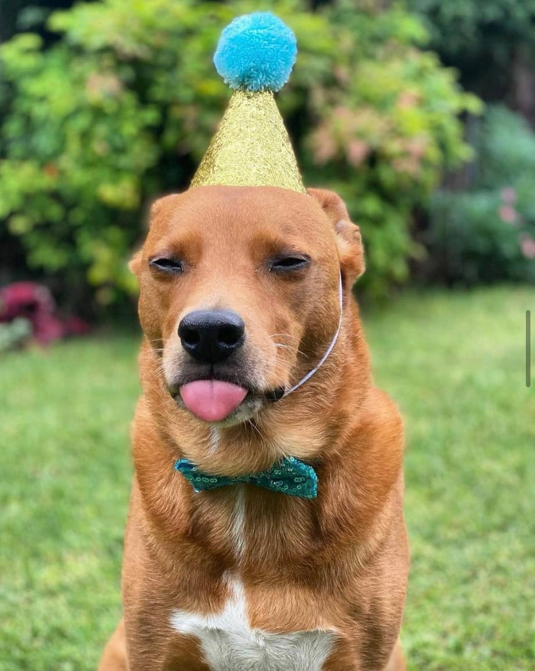 Christmas Hat or birthday hat for pets