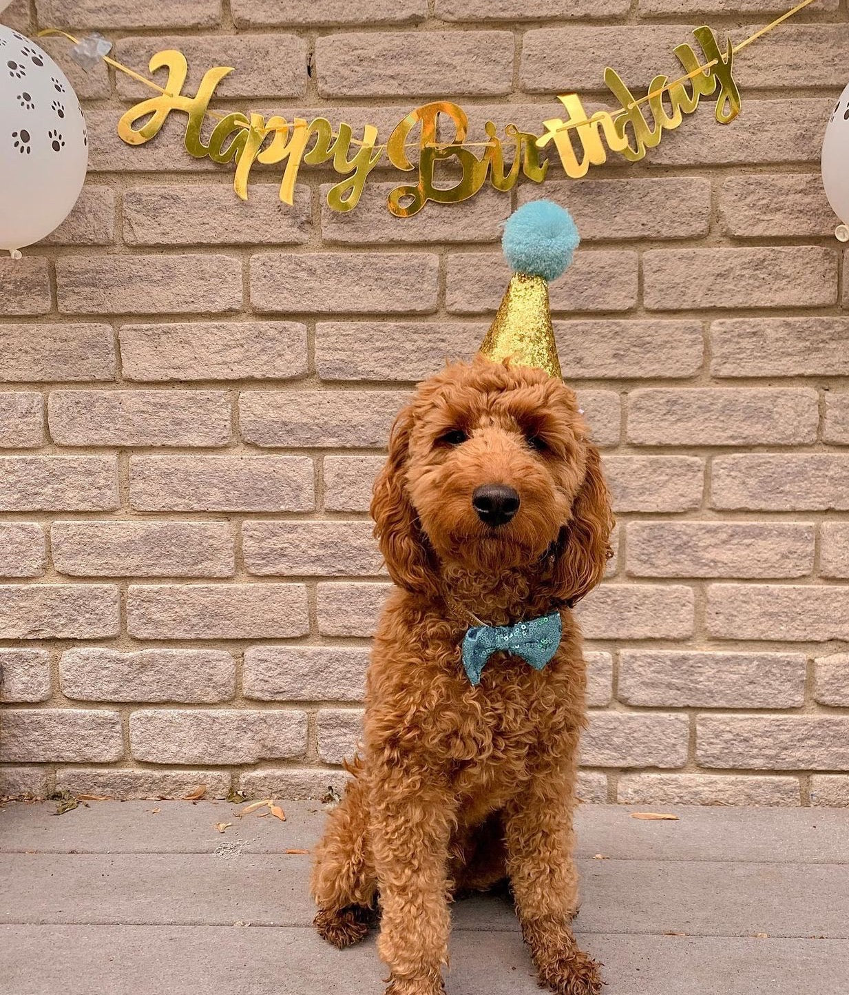 Christmas Hat or birthday hat for pets