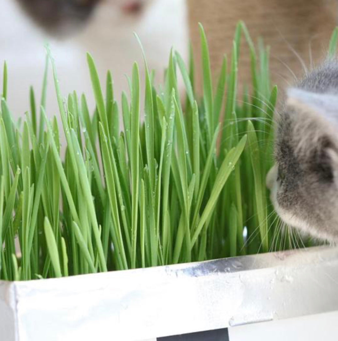 [SALE] All-In-One Cat Grass Kit