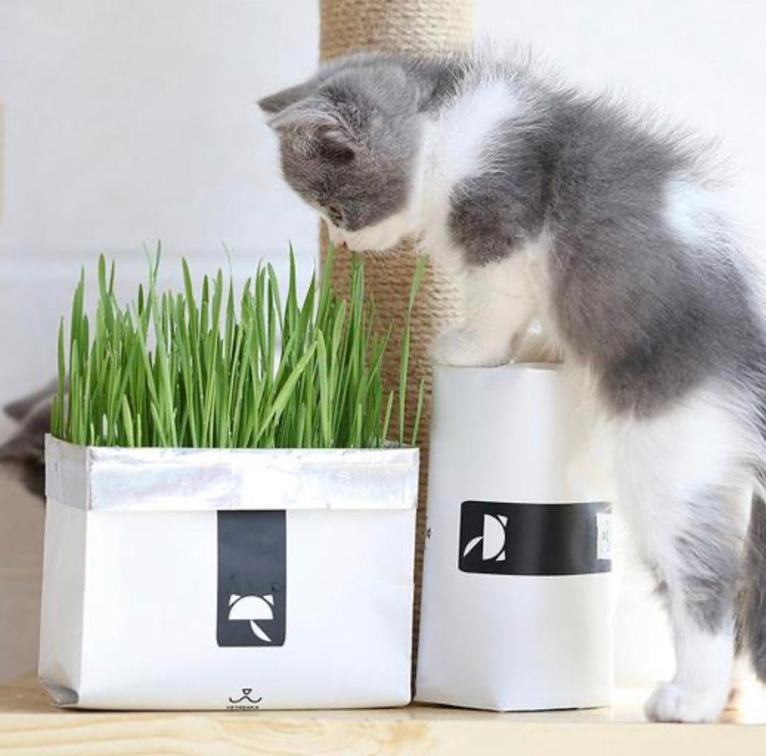 [SALE] All-In-One Cat Grass Kit