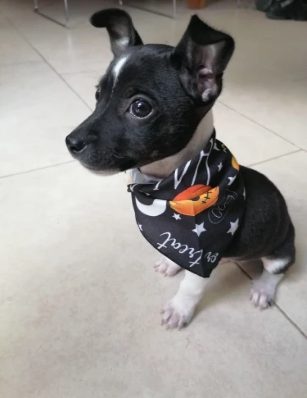 HOT SALES Halloween style bibs for pets