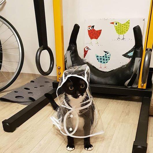 Raincoat for Pets