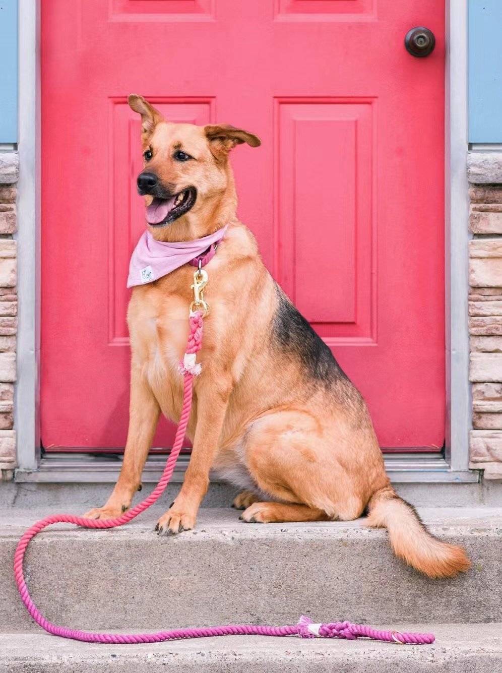 Hands Free Rope Leash and Luxe Royal Leather Collar Bundle - Classic Rainbow