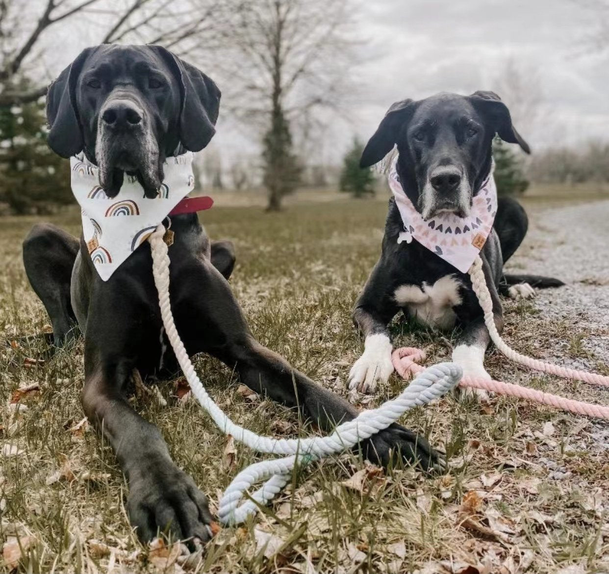 Luxe Royal Leather Rope Leash and Collar Set - Classic Rainbow